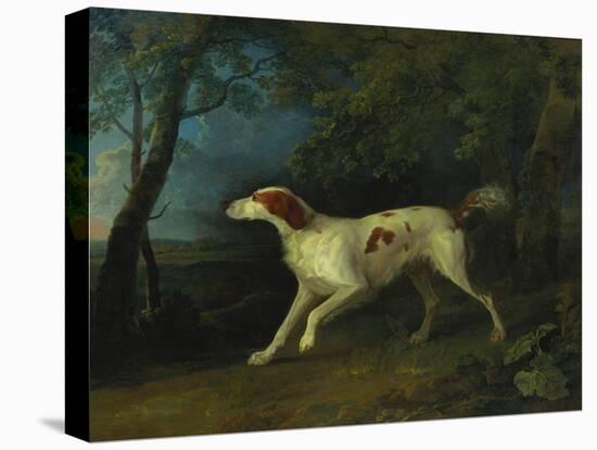 A Brown and White Setter in a Wooded Landscape, 1773-Sawrey Gilpin-Stretched Canvas