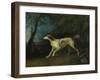 A Brown and White Setter in a Wooded Landscape, 1773-Sawrey Gilpin-Framed Giclee Print