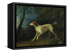 A Brown and White Setter in a Wooded Landscape-Sawrey Gilpin-Framed Stretched Canvas