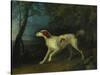 A Brown and White Setter in a Wooded Landscape-Sawrey Gilpin-Stretched Canvas