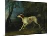 A Brown and White Setter in a Wooded Landscape-Sawrey Gilpin-Mounted Giclee Print