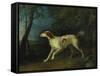 A Brown and White Setter in a Wooded Landscape-Sawrey Gilpin-Framed Stretched Canvas