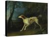 A Brown and White Setter in a Wooded Landscape-Sawrey Gilpin-Stretched Canvas