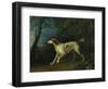A Brown and White Setter in a Wooded Landscape-Sawrey Gilpin-Framed Giclee Print