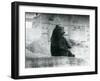 A Brown Bear Sitting Up in its Enclosure at the Foot of the Mappin Terraces at London Zoo-Frederick William Bond-Framed Photographic Print