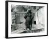 A Brown Bear Stands Upright on its Hind Legs, Mappin Terraces, London Zoo, August 1921-Frederick William Bond-Framed Photographic Print