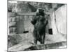 A Brown Bear Stands Upright on its Hind Legs, Mappin Terraces, London Zoo, August 1921-Frederick William Bond-Mounted Photographic Print