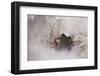 A Brown Christmassy Star Lies on Soft Ground-Petra Daisenberger-Framed Photographic Print