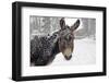 A Brown Donkey Commited with Snow on Wintry Pasture-Harald Lange-Framed Photographic Print