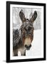 A Brown Donkey Commited with Snow on Wintry Pasture-Harald Lange-Framed Photographic Print