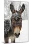 A Brown Donkey Commited with Snow on Wintry Pasture-Harald Lange-Mounted Photographic Print