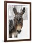 A Brown Donkey Commited with Snow on Wintry Pasture-Harald Lange-Framed Photographic Print