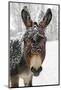 A Brown Donkey Commited with Snow on Wintry Pasture-Harald Lange-Mounted Photographic Print