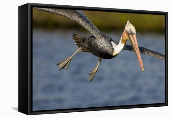 A Brown Pelican Dives in Pursuit of Fish in a Southern California Coastal Wetland-Neil Losin-Framed Stretched Canvas