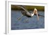 A Brown Pelican Dives in Pursuit of Fish in a Southern California Coastal Wetland-Neil Losin-Framed Photographic Print