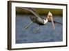 A Brown Pelican Dives in Pursuit of Fish in a Southern California Coastal Wetland-Neil Losin-Framed Photographic Print