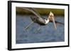 A Brown Pelican Dives in Pursuit of Fish in a Southern California Coastal Wetland-Neil Losin-Framed Photographic Print