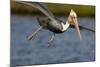 A Brown Pelican Dives in Pursuit of Fish in a Southern California Coastal Wetland-Neil Losin-Mounted Photographic Print