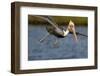 A Brown Pelican Dives in Pursuit of Fish in a Southern California Coastal Wetland-Neil Losin-Framed Photographic Print