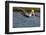 A Brown Pelican Dives in Pursuit of Fish in a Southern California Coastal Wetland-Neil Losin-Framed Photographic Print