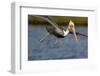 A Brown Pelican Dives in Pursuit of Fish in a Southern California Coastal Wetland-Neil Losin-Framed Photographic Print