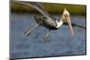 A Brown Pelican Dives in Pursuit of Fish in a Southern California Coastal Wetland-Neil Losin-Mounted Photographic Print