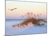 A Brown Pelican Flies over a White Sand Florida Beach at Sunrise-Steve Bower-Mounted Photographic Print