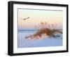 A Brown Pelican Flies over a White Sand Florida Beach at Sunrise-Steve Bower-Framed Photographic Print