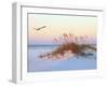 A Brown Pelican Flies over a White Sand Florida Beach at Sunrise-Steve Bower-Framed Photographic Print