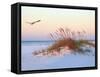 A Brown Pelican Flies over a White Sand Florida Beach at Sunrise-Steve Bower-Framed Stretched Canvas