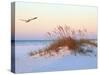 A Brown Pelican Flies over a White Sand Florida Beach at Sunrise-Steve Bower-Stretched Canvas