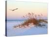 A Brown Pelican Flies over a White Sand Florida Beach at Sunrise-Steve Bower-Stretched Canvas