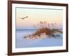 A Brown Pelican Flies over a White Sand Florida Beach at Sunrise-Steve Bower-Framed Photographic Print