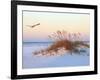 A Brown Pelican Flies over a White Sand Florida Beach at Sunrise-Steve Bower-Framed Photographic Print