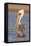 A Brown Pelican in a Southern California Coastal Wetland-Neil Losin-Framed Stretched Canvas
