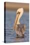 A Brown Pelican in a Southern California Coastal Wetland-Neil Losin-Stretched Canvas
