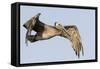 A Brown Pelican in a Southern California Coastal Wetland-Neil Losin-Framed Stretched Canvas