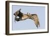 A Brown Pelican in a Southern California Coastal Wetland-Neil Losin-Framed Premium Photographic Print
