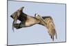 A Brown Pelican in a Southern California Coastal Wetland-Neil Losin-Mounted Premium Photographic Print