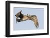 A Brown Pelican in a Southern California Coastal Wetland-Neil Losin-Framed Photographic Print