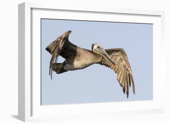 A Brown Pelican in a Southern California Coastal Wetland-Neil Losin-Framed Photographic Print