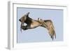 A Brown Pelican in a Southern California Coastal Wetland-Neil Losin-Framed Photographic Print