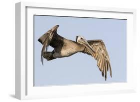 A Brown Pelican in a Southern California Coastal Wetland-Neil Losin-Framed Photographic Print