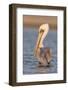 A Brown Pelican in a Southern California Coastal Wetland-Neil Losin-Framed Photographic Print