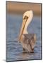 A Brown Pelican in a Southern California Coastal Wetland-Neil Losin-Mounted Photographic Print