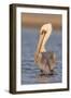 A Brown Pelican in a Southern California Coastal Wetland-Neil Losin-Framed Photographic Print