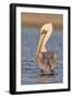 A Brown Pelican in a Southern California Coastal Wetland-Neil Losin-Framed Photographic Print