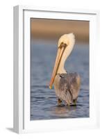 A Brown Pelican in a Southern California Coastal Wetland-Neil Losin-Framed Photographic Print