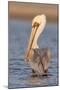 A Brown Pelican in a Southern California Coastal Wetland-Neil Losin-Mounted Photographic Print