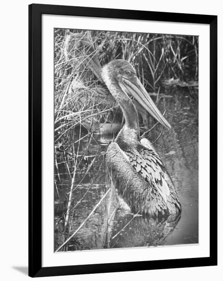 A Brown Pelican Wades-null-Framed Photographic Print